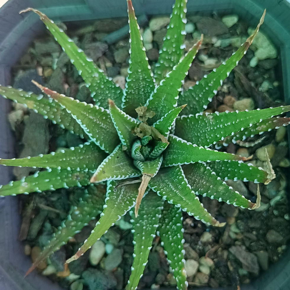Haworthia Fasciata - Zebra Plant