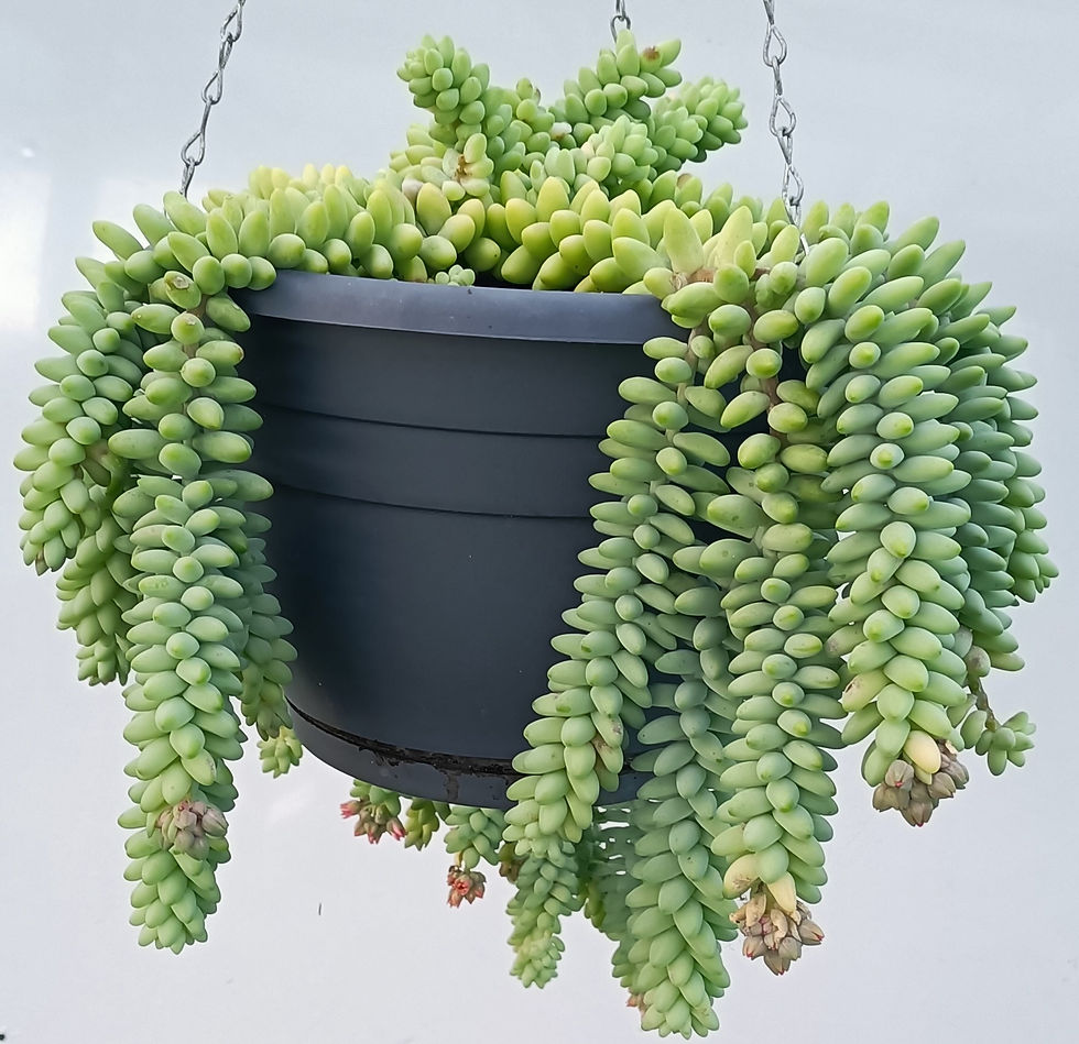 Sedum Morganianum - Burros Tail