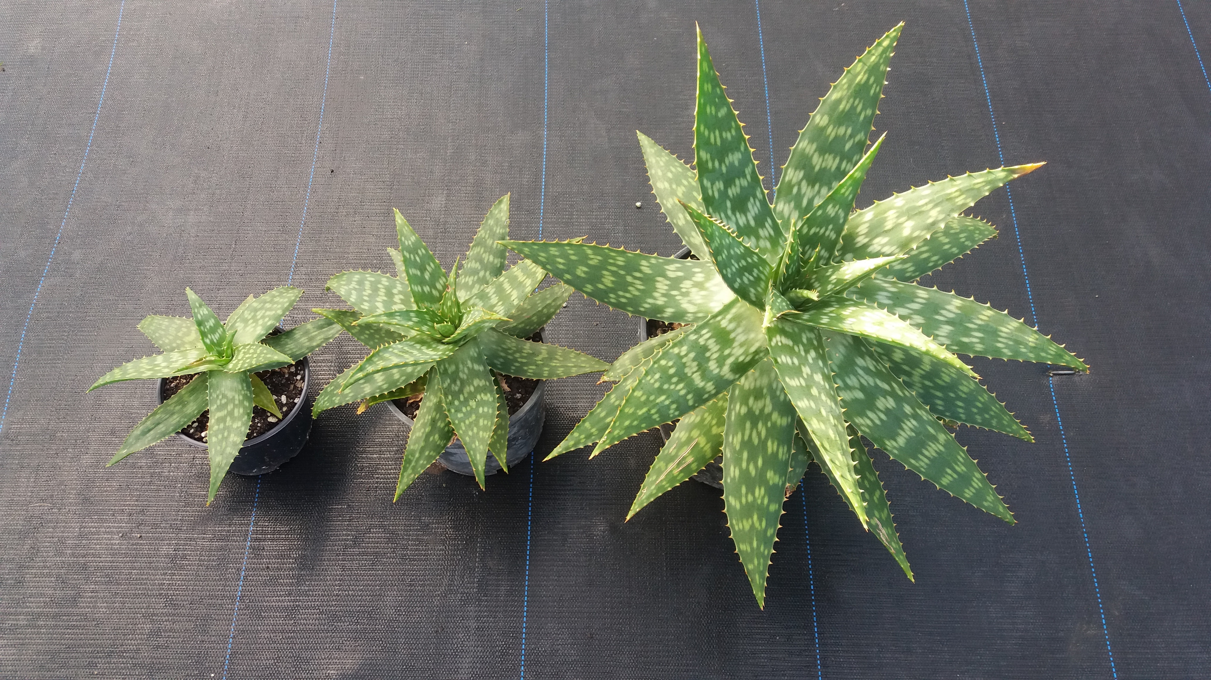 Aloe Saponaria