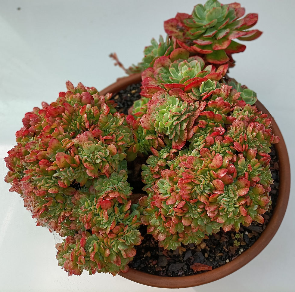 Echeveria Briar Crested Rose
