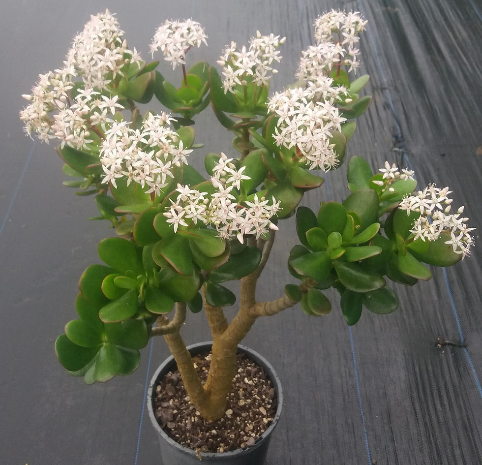Crassula Ovata - Jade Tree
