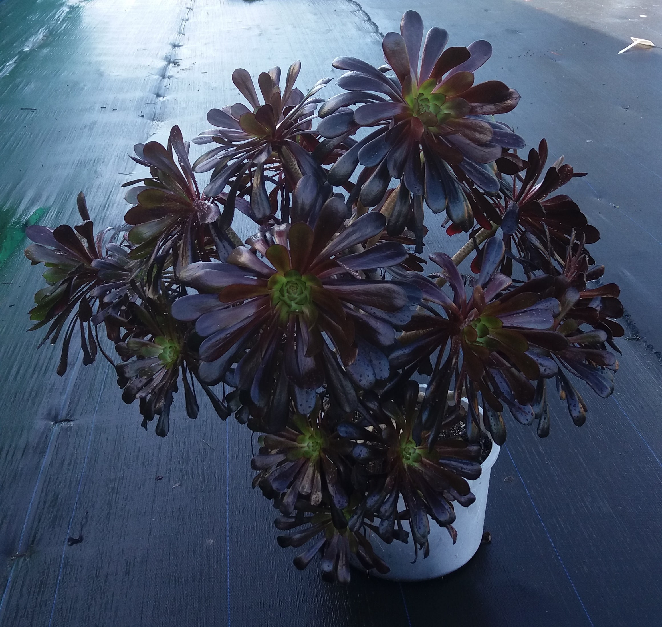 Aeonium Arboreum Schwarzkopf