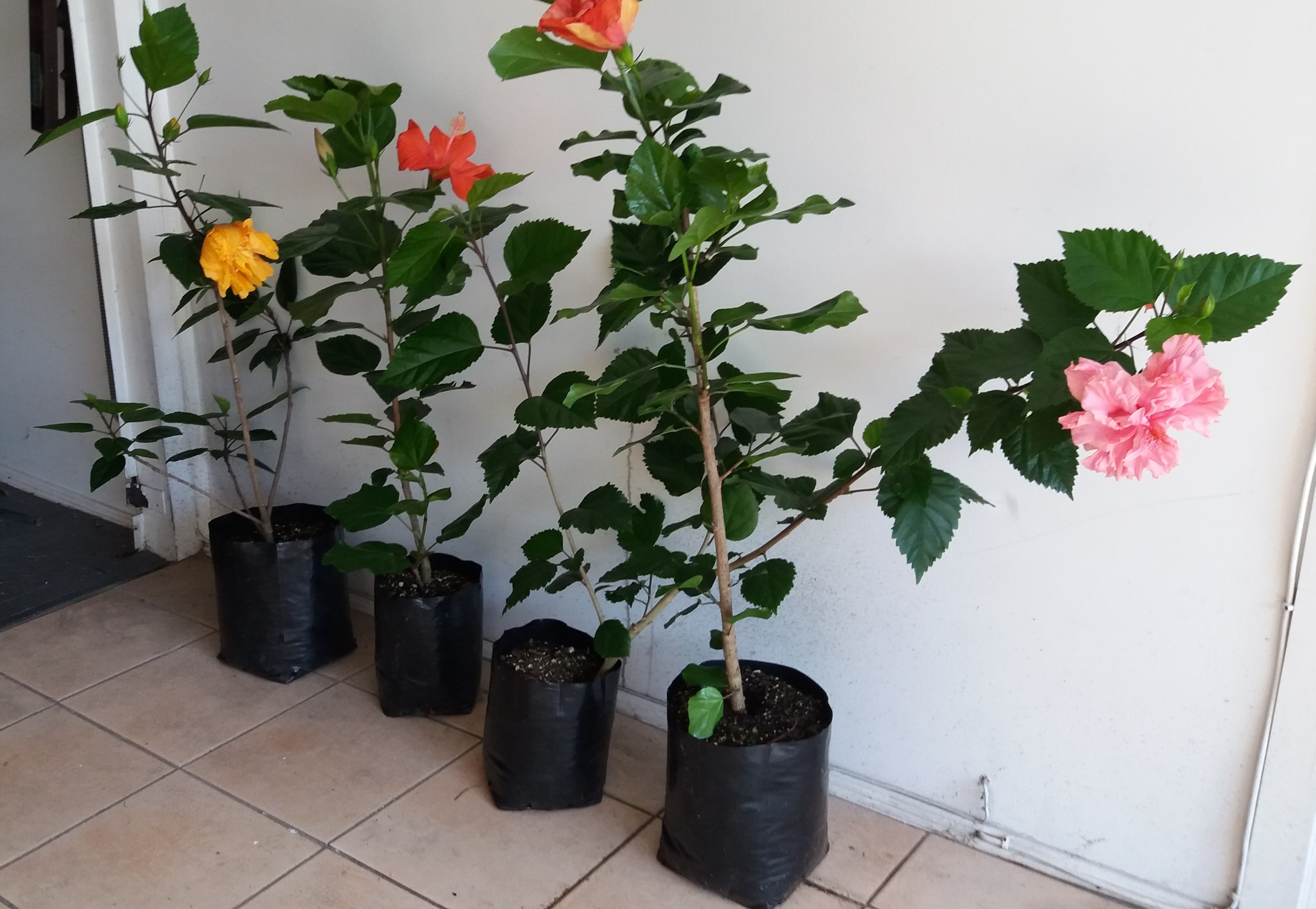 Hibiscus
