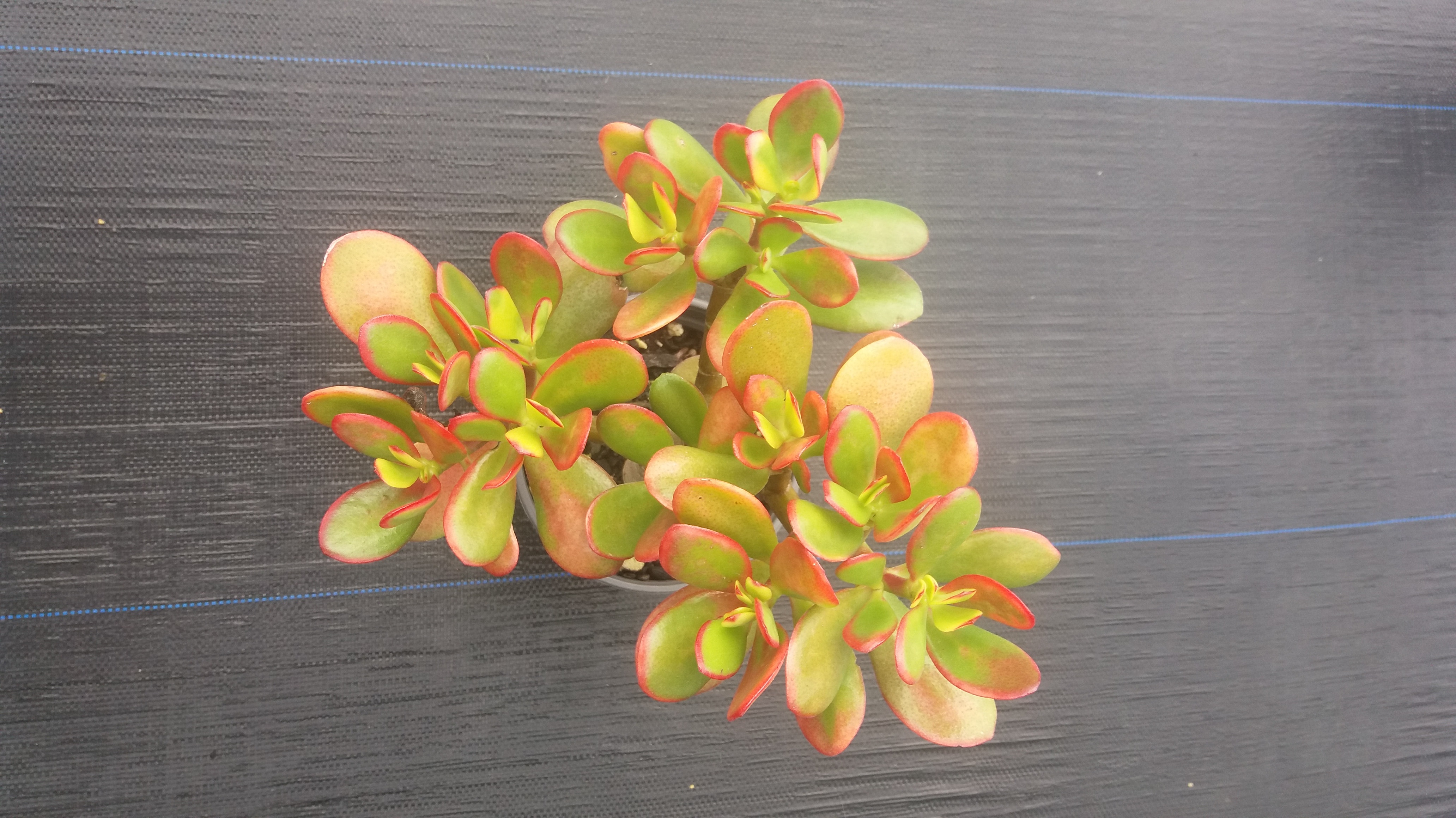 Crassula Ovata - Jade Tree