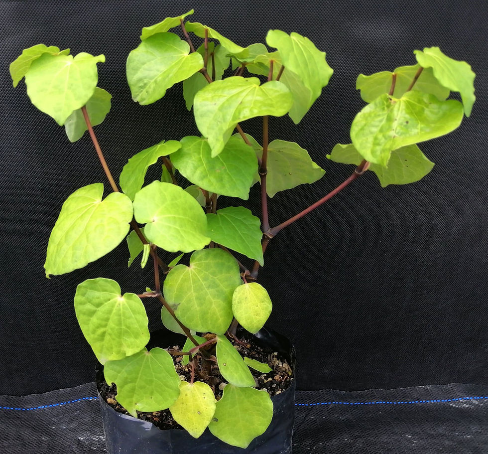 Kawakawa - Macropiper Excelsum