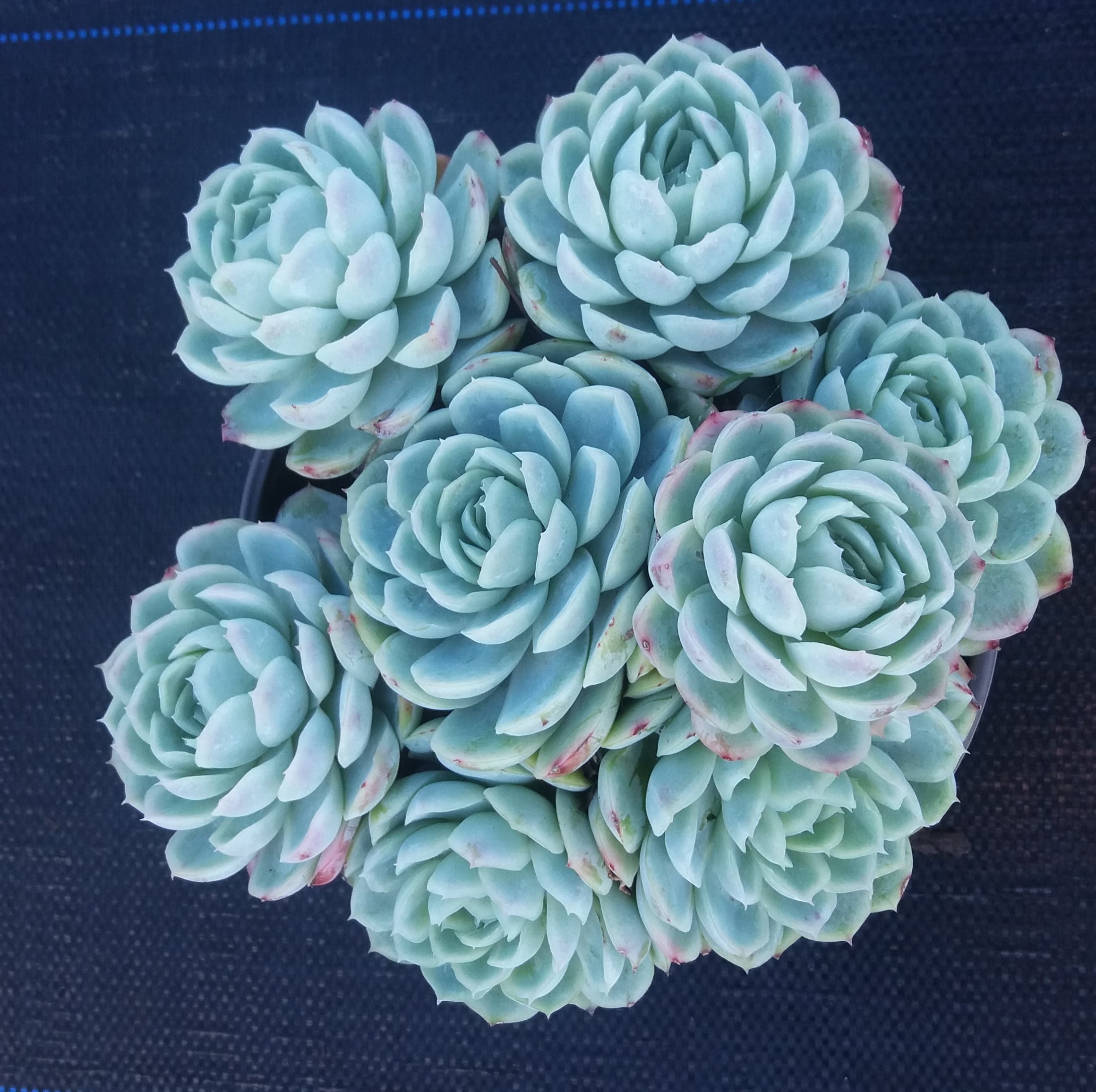Echeveria Elegans