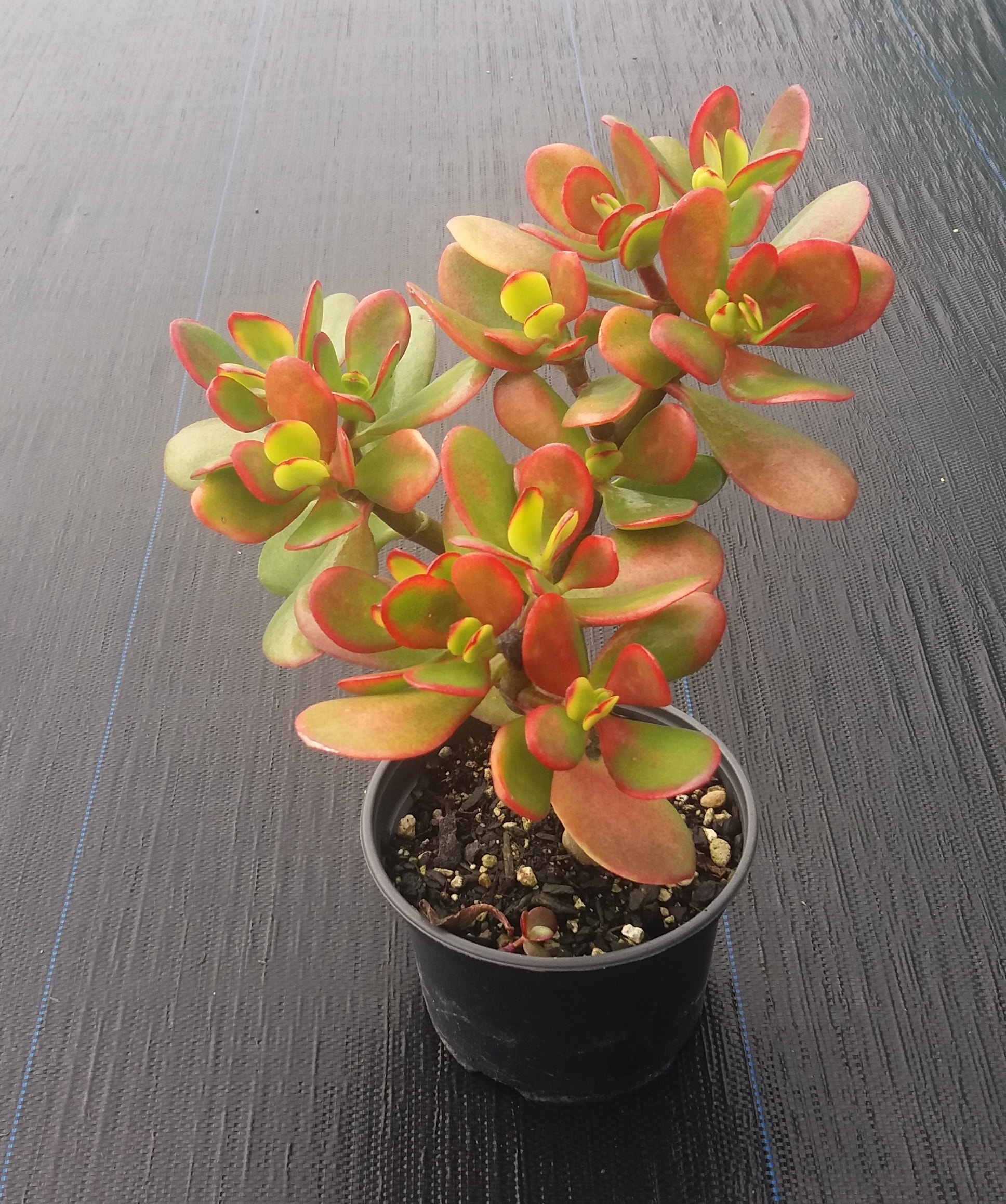 Crassula Ovata - Jade Tree