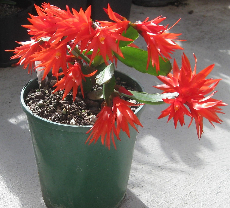 Zygocactus - Xmas Cactus