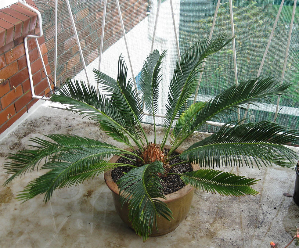Sago Palm - Cycad Revoluta