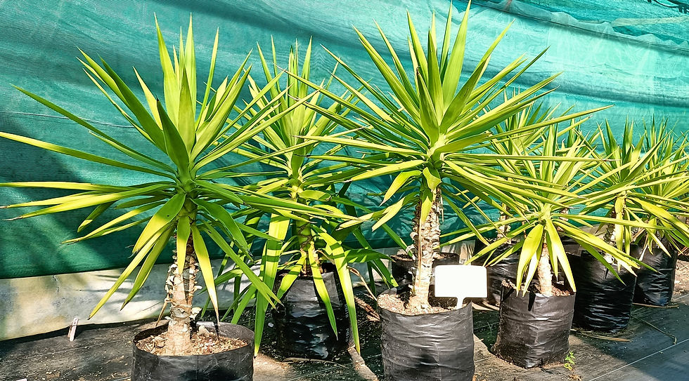 Yukka Elephantipes