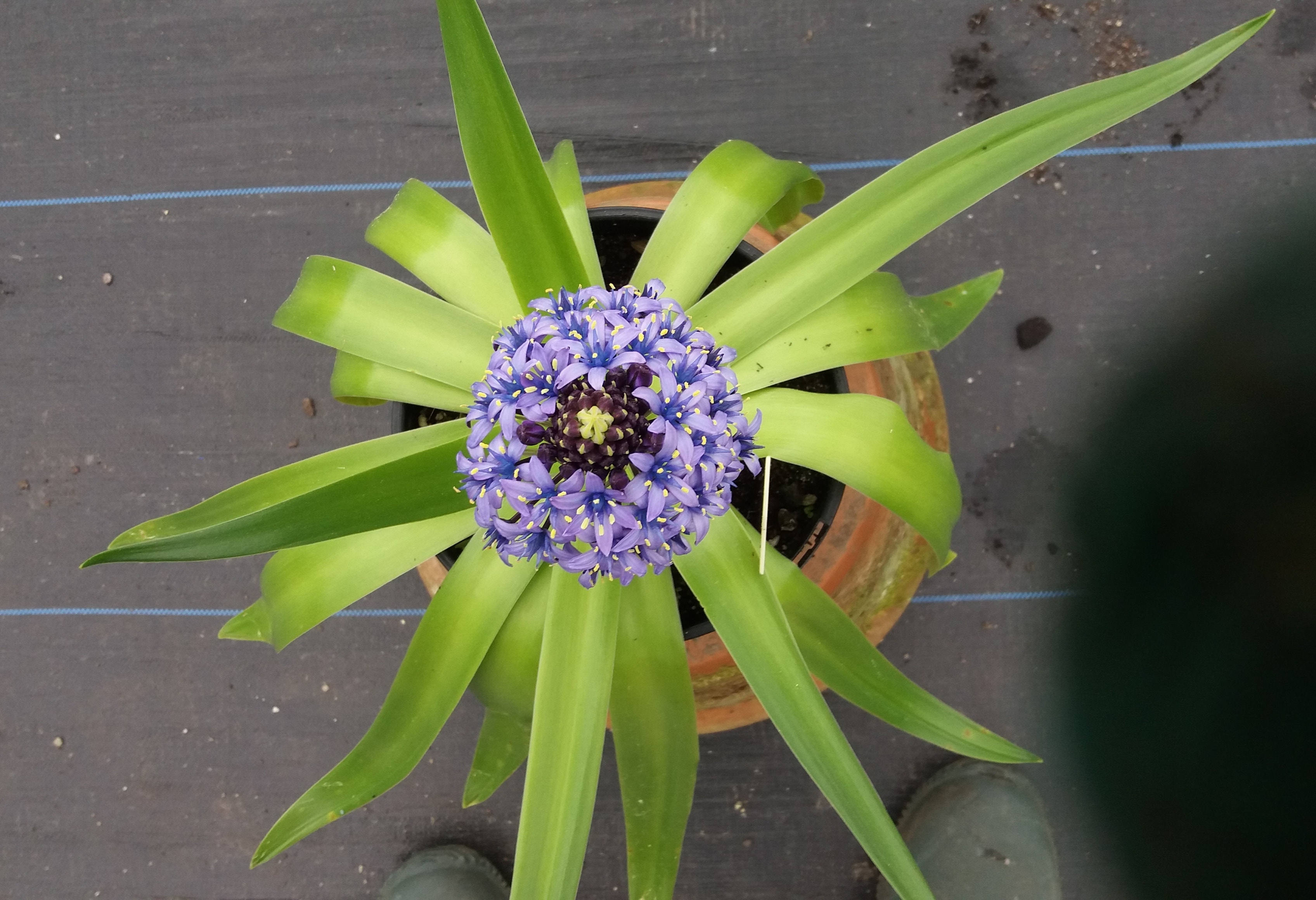 Scilla Peruviana1