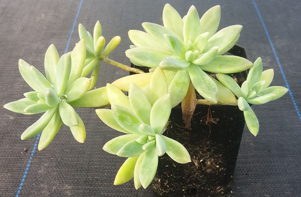Sedeveria Starburst