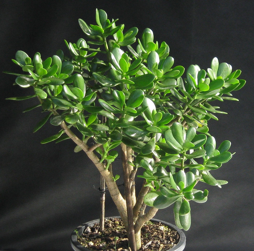 Crassula Ovata - Jade tree