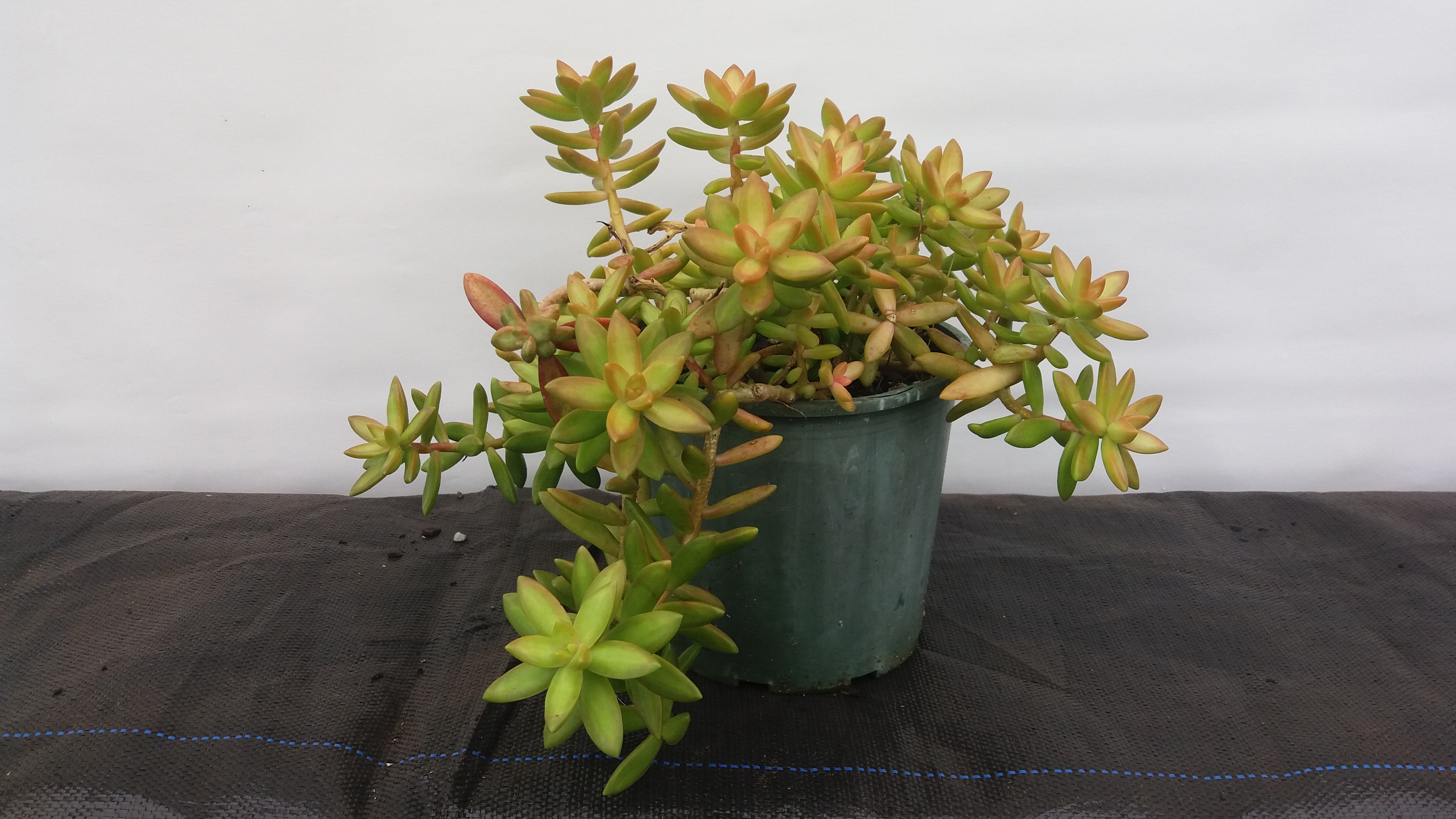 Golden Sedum Adolphii