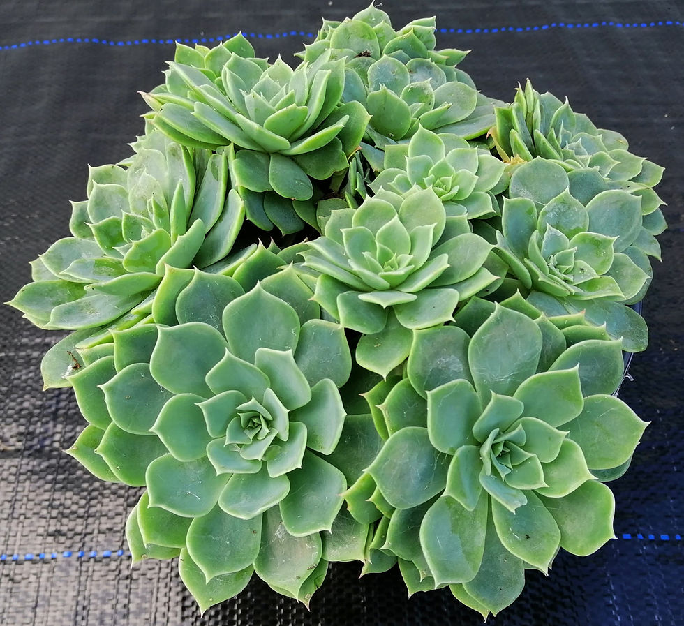 Echeveria Secunda