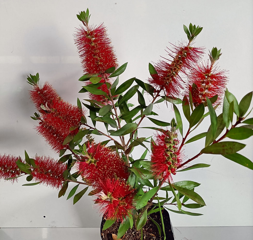Bottlebrush - Callistemon Citrinus Splendens