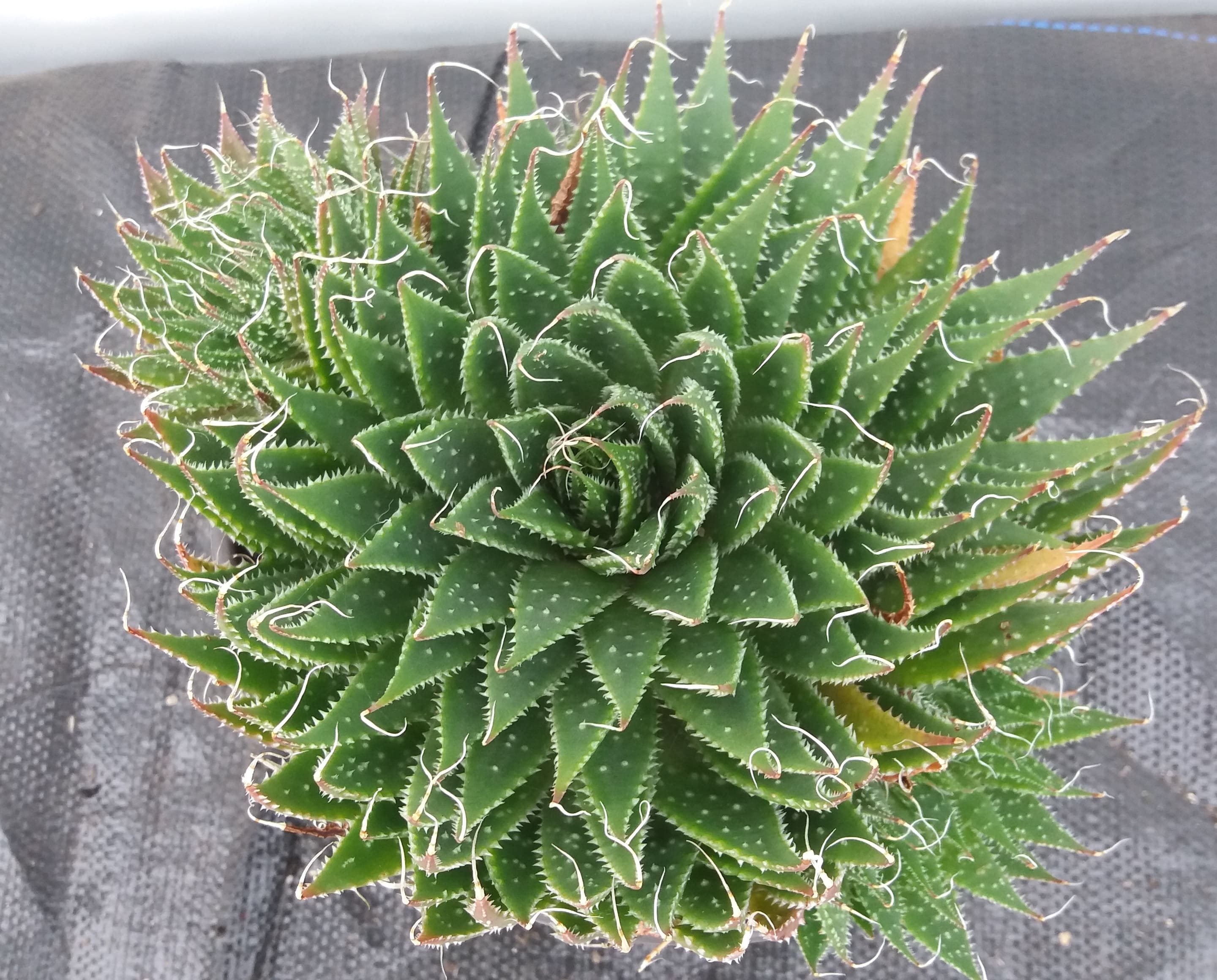 Aloe Aristata