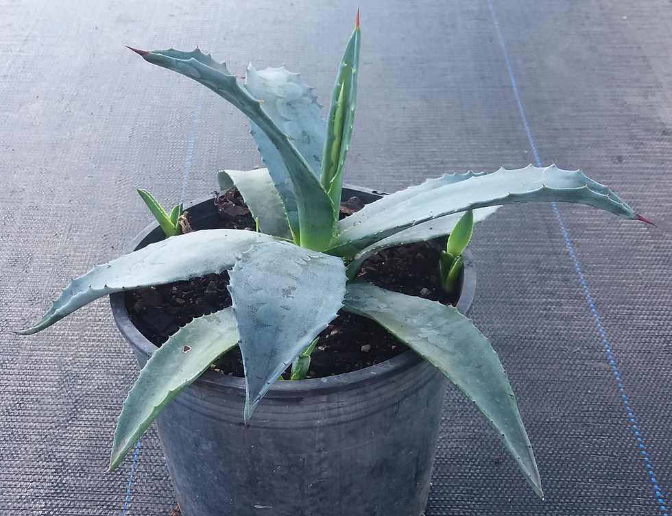 Agave Americana