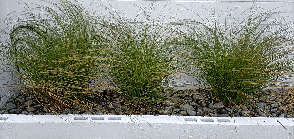 Lomandra Tanika
