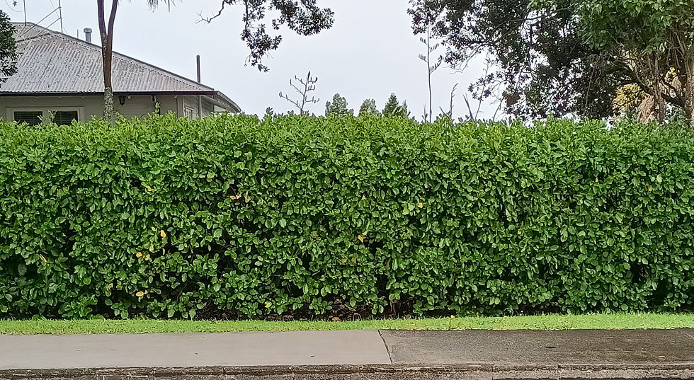 Griselinia Hedge - Broadway Mint