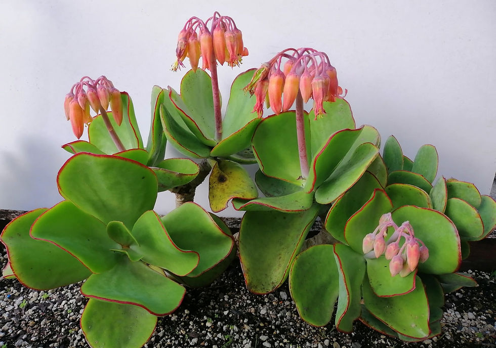 Echeveria Gigantea