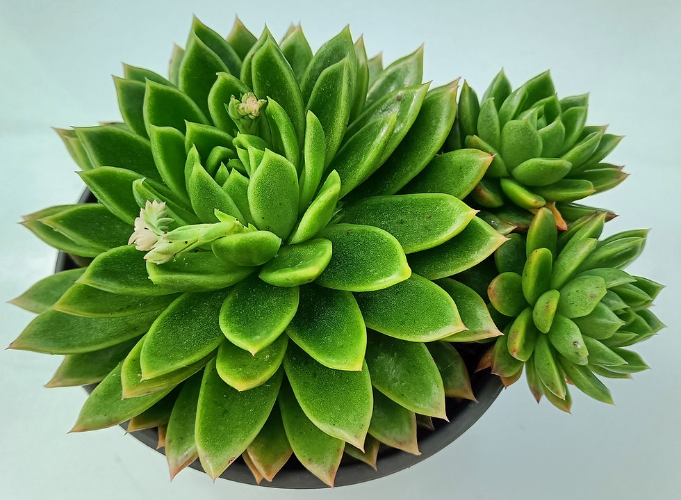 Echeveria Green Water Lily