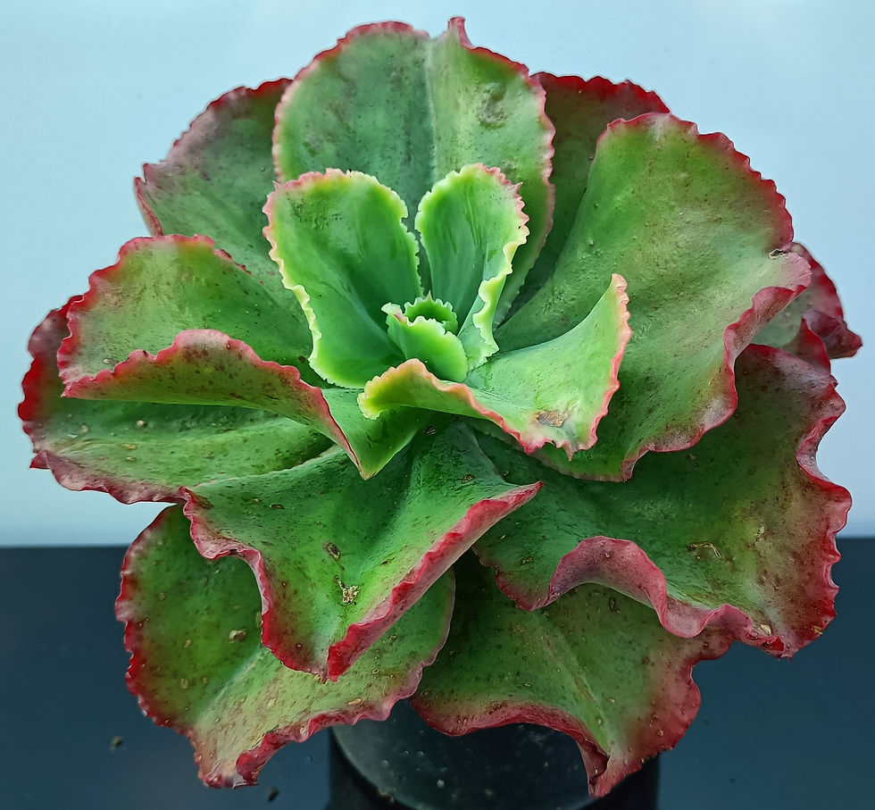 Echeveria Dicks Pink