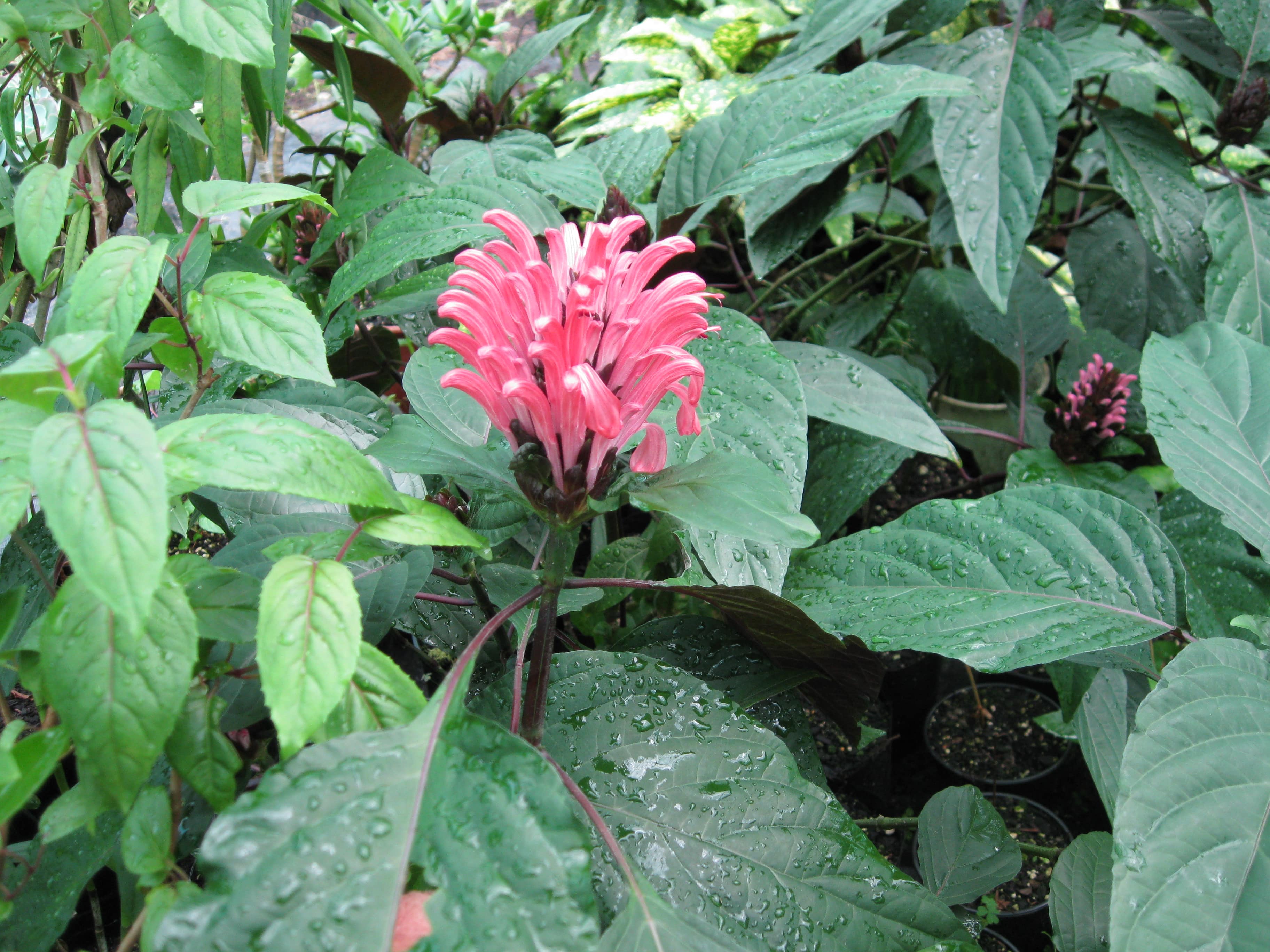 Jacobinia Carnea - Pink Flamingo