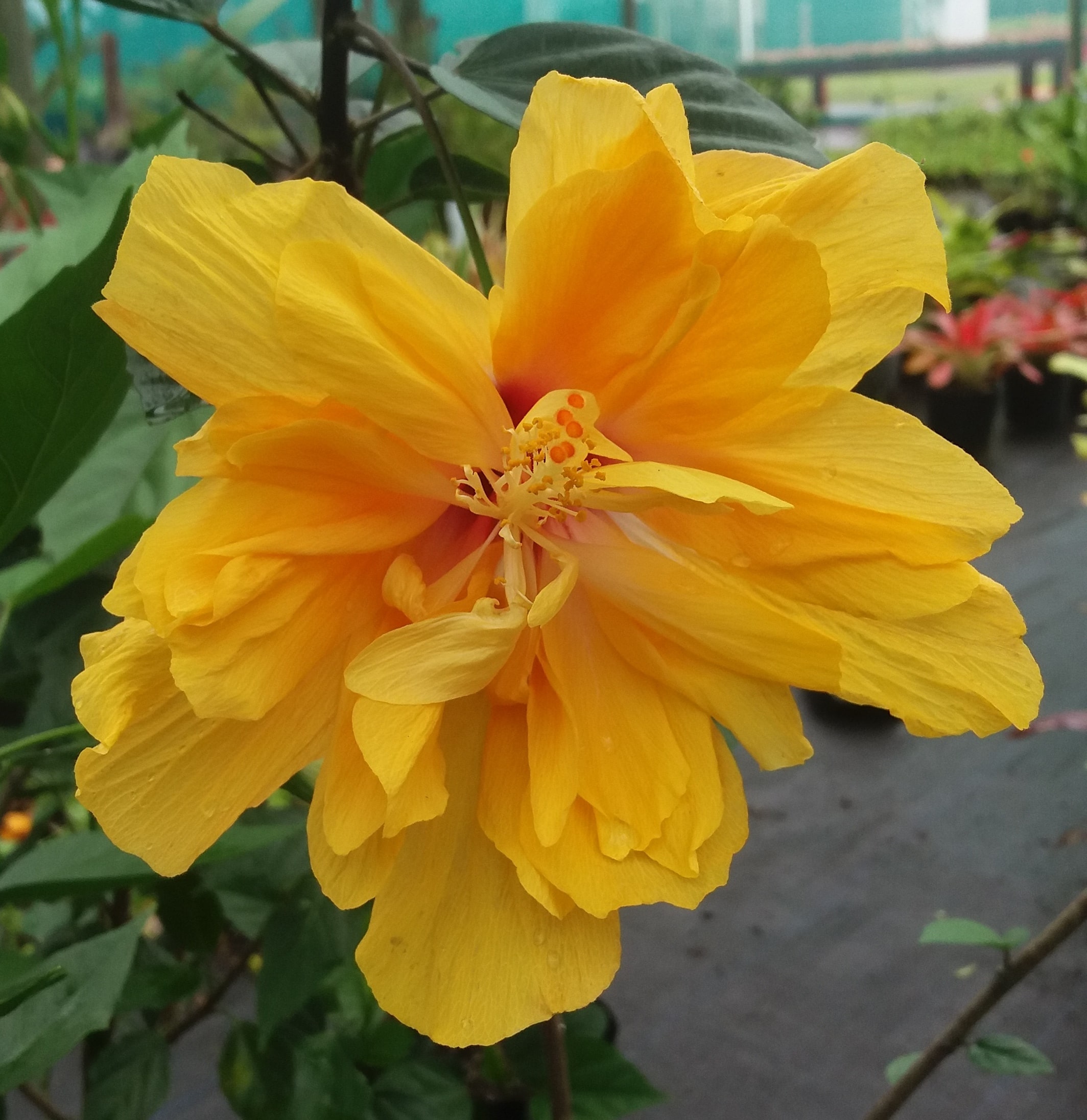 Golden Sun Hibiscus