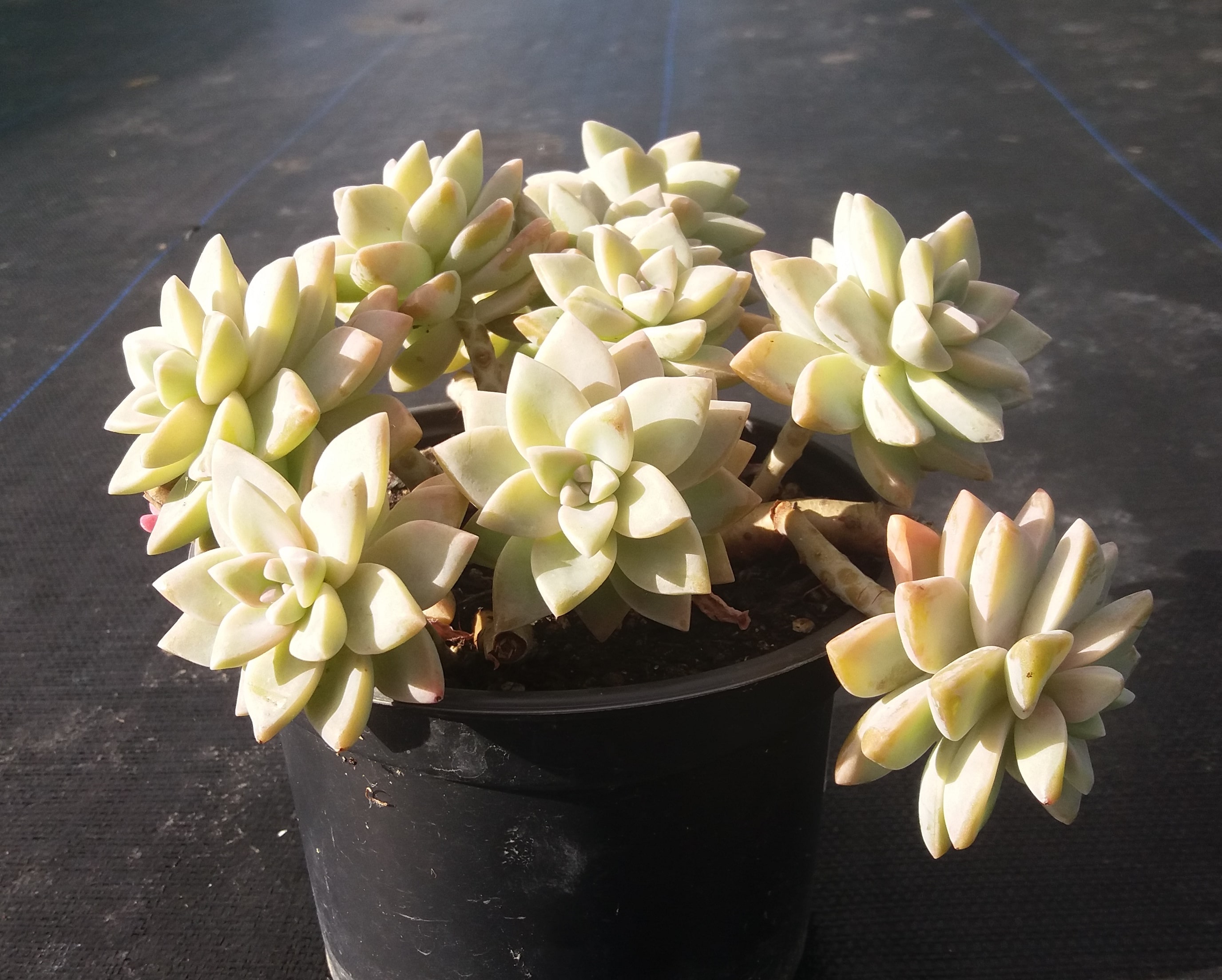 Graptopetalum Paraguayense