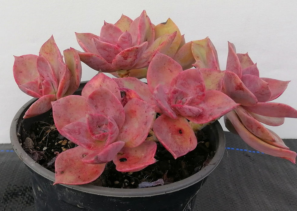 Graptoveria Fred Ives