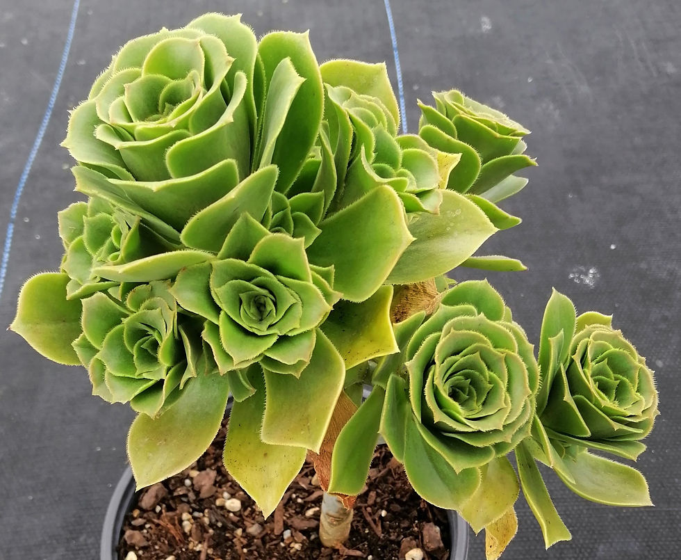 Greenovia Dodrentalis