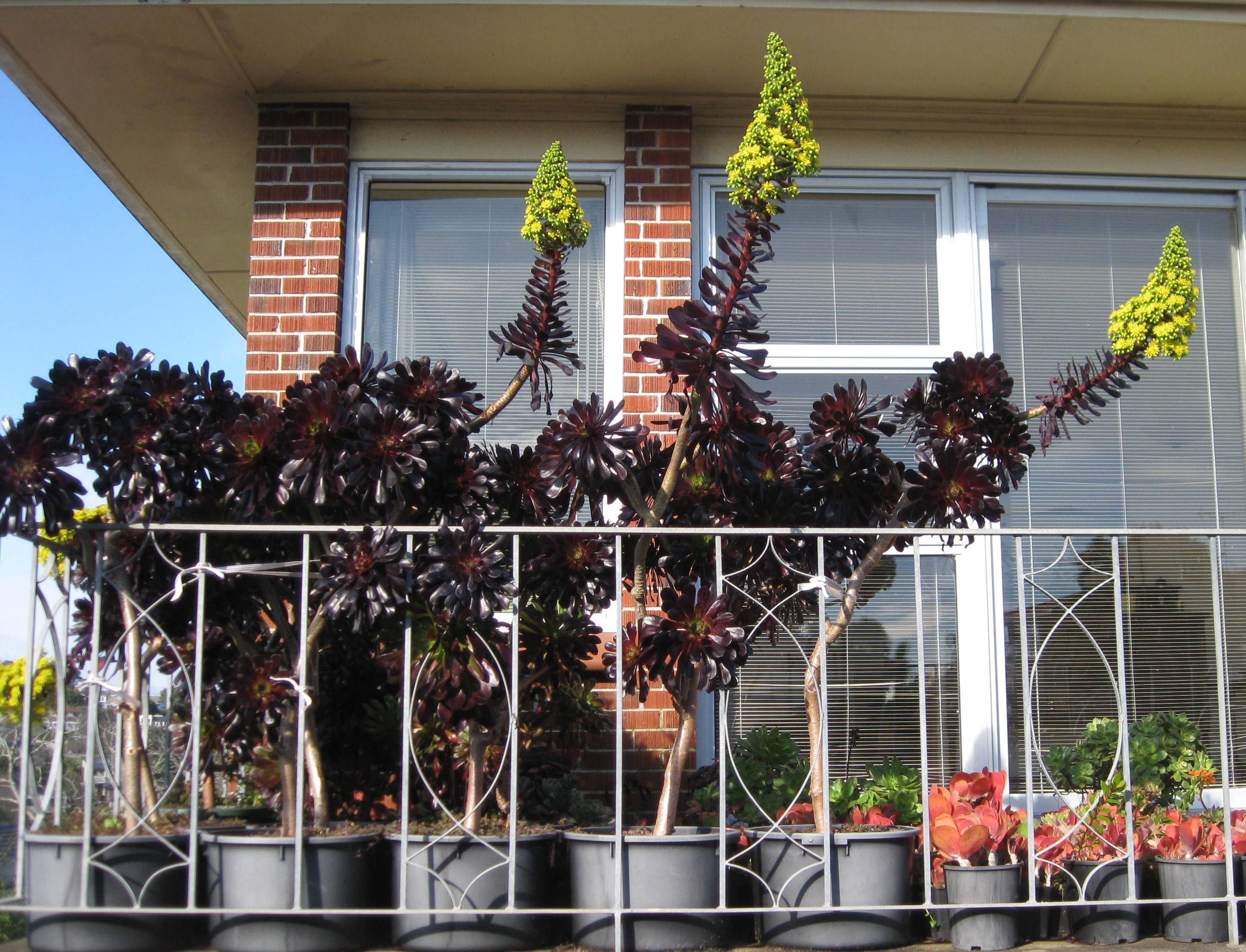 Aeonium Arboreum Schwarzkopf