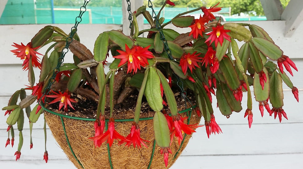 Zygocactus - Xmas Cactus