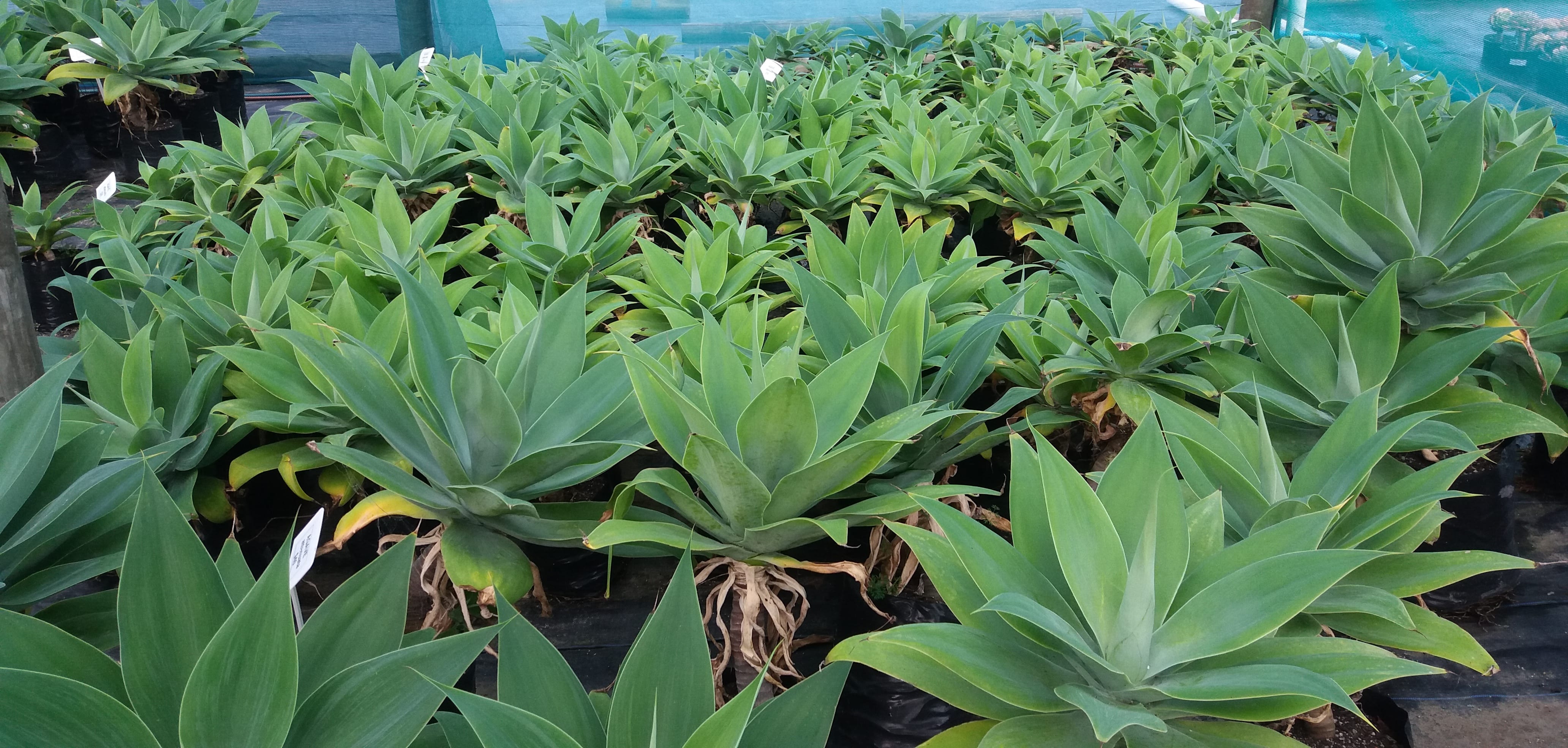 Agave Attenuata