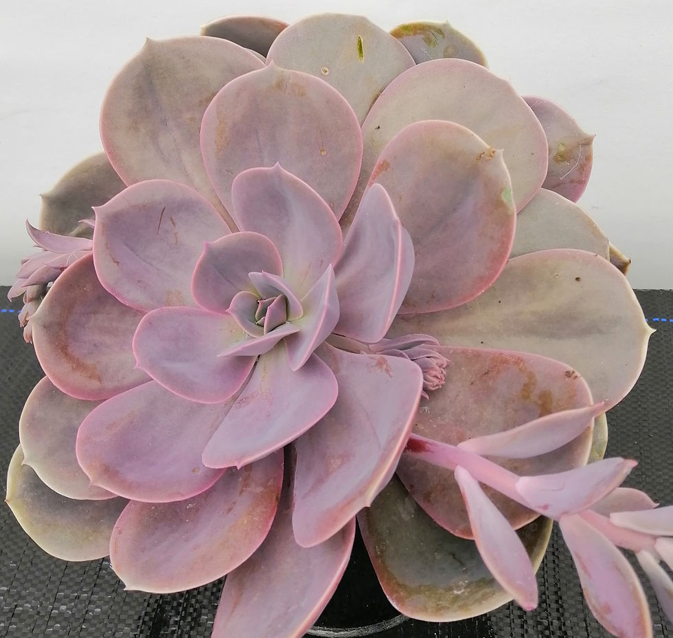 Echeveria Perle von Nurnberg