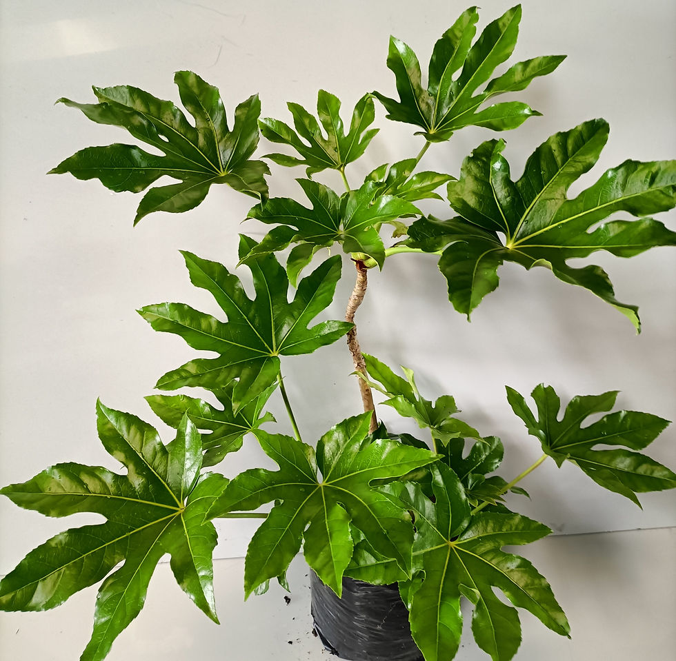 Japonica Fatsia