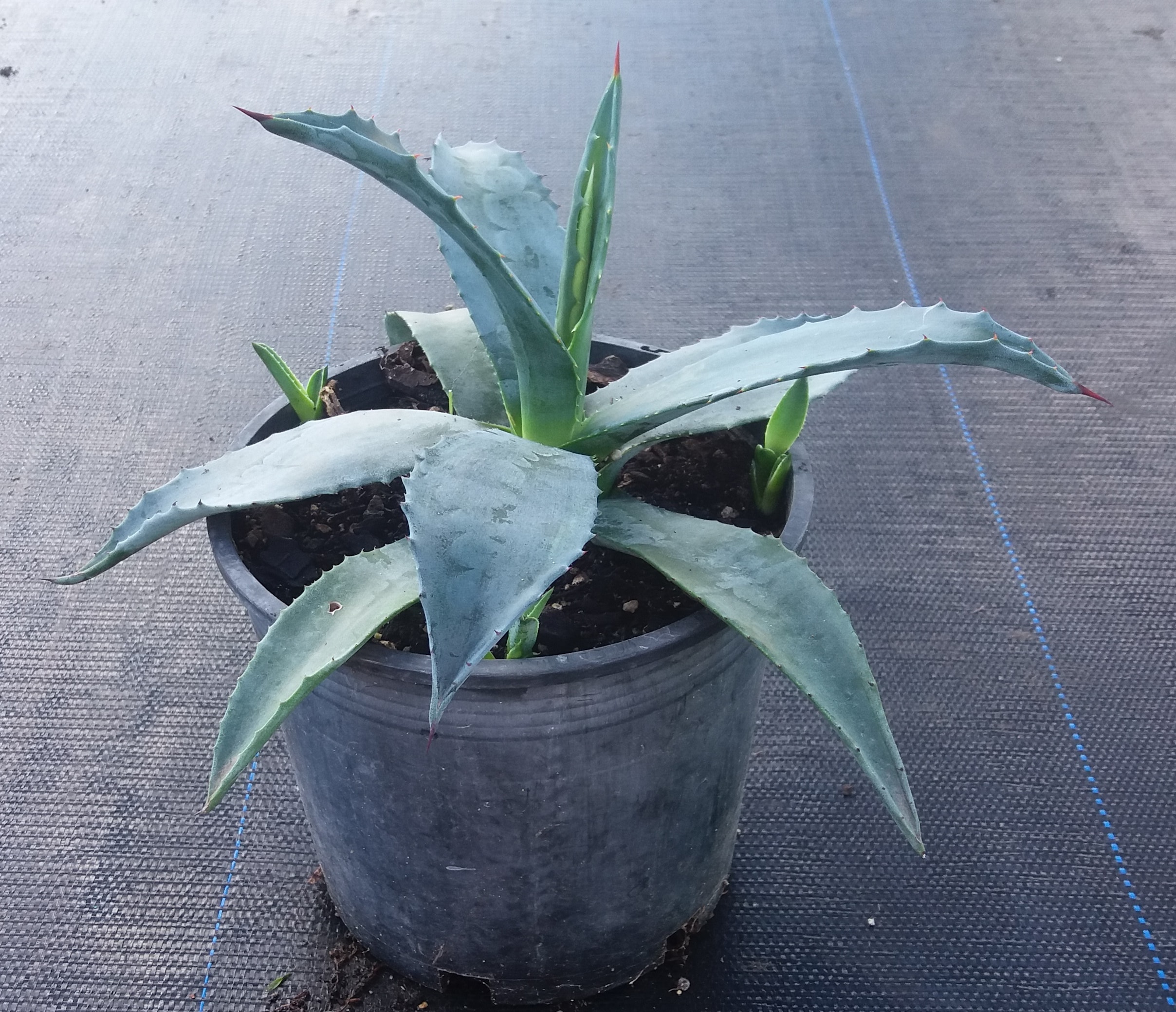 Agave Americana