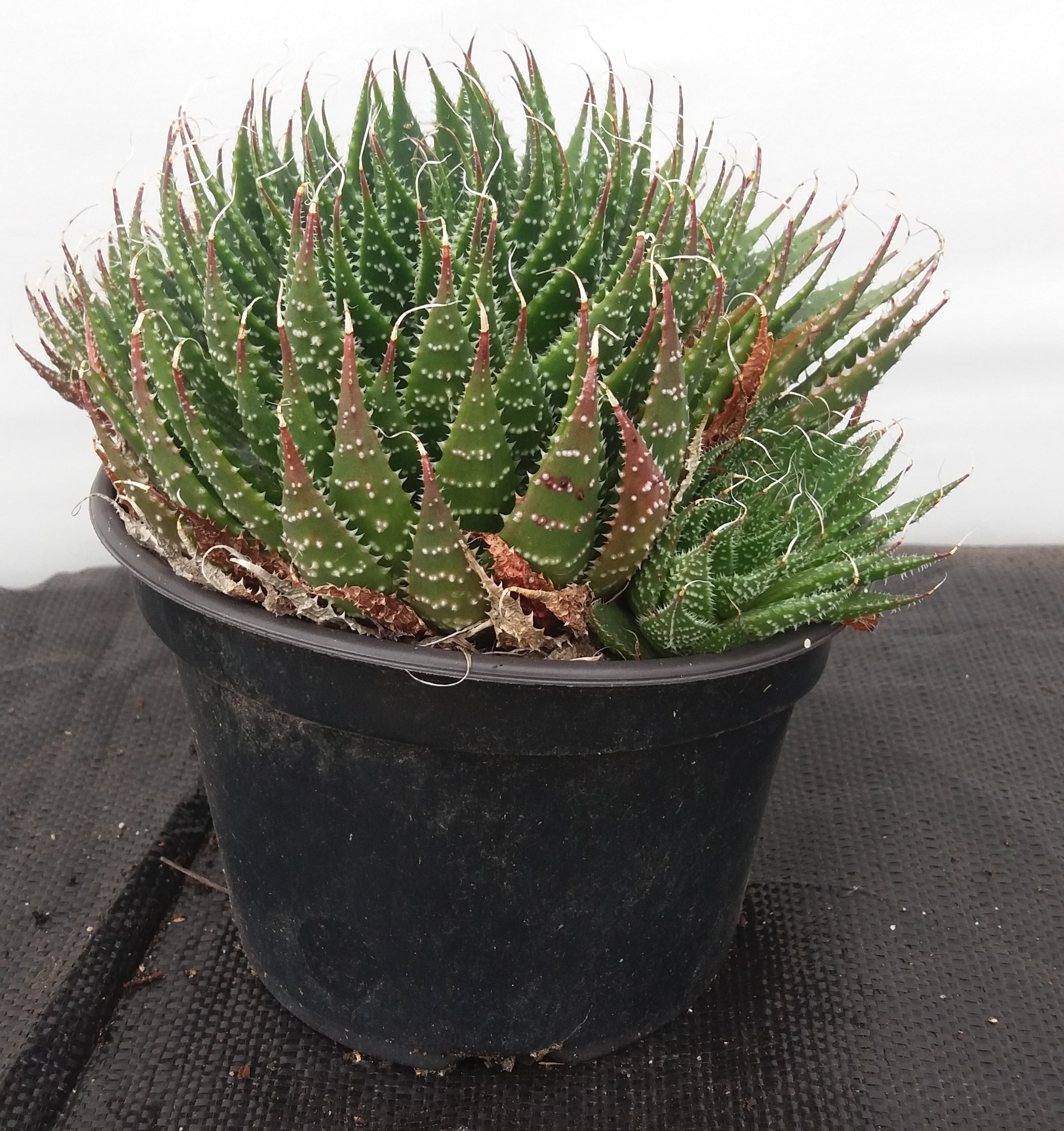 Aloe Aristata
