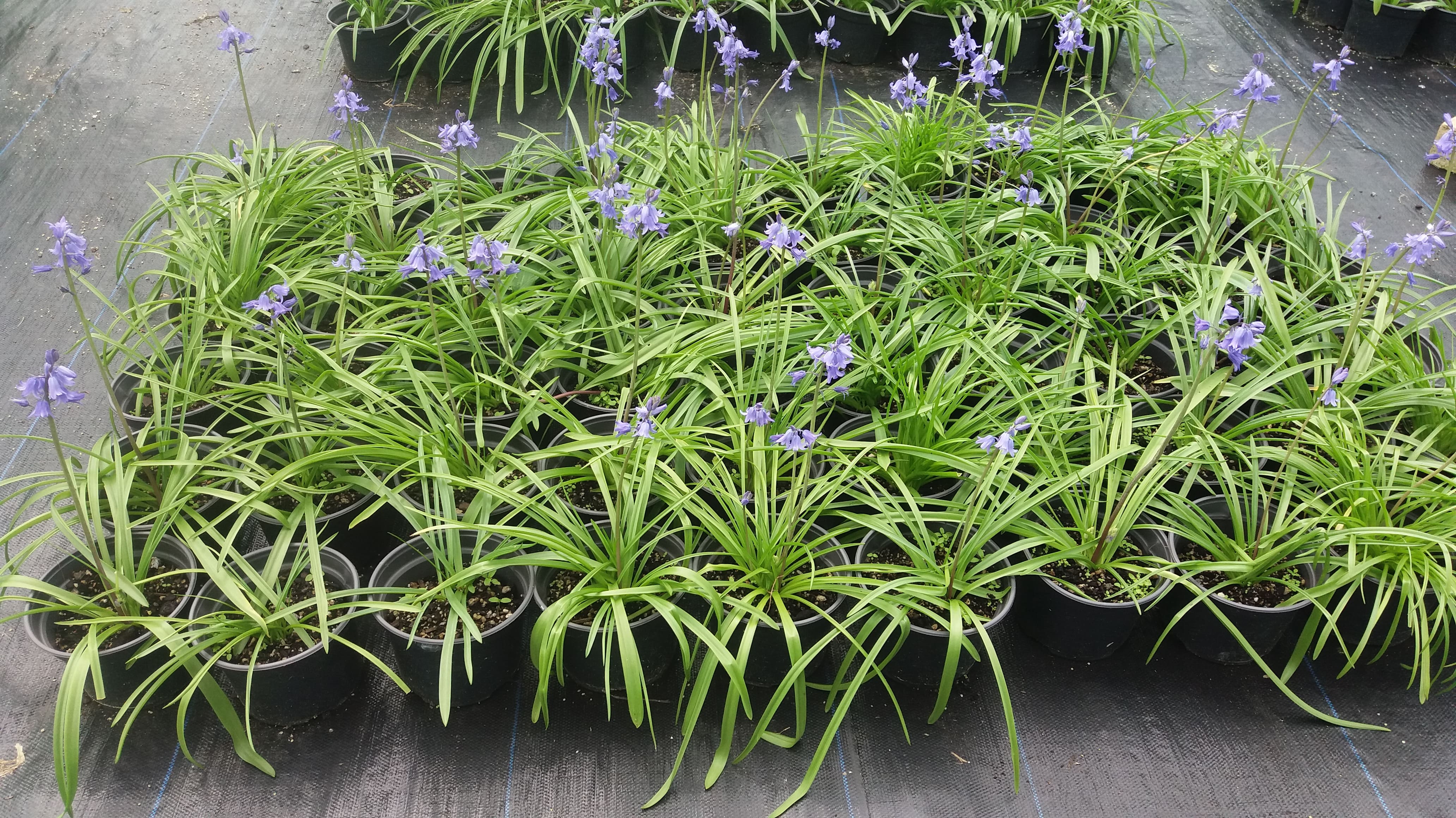 Blue Bells