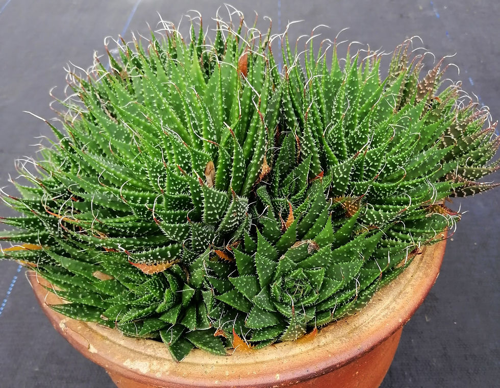 Aloe Aristata