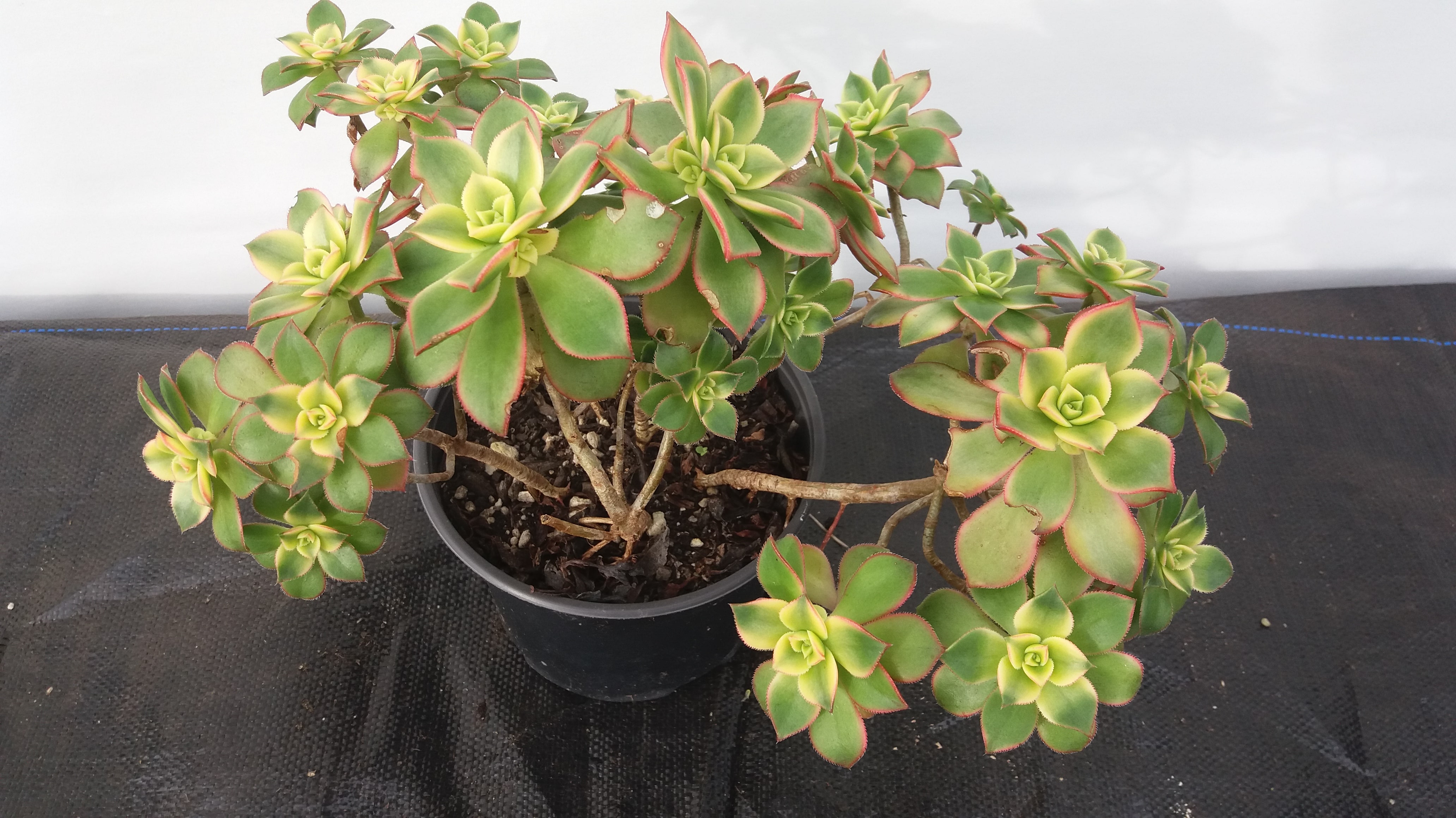 Aeonium Decorum Tricolor