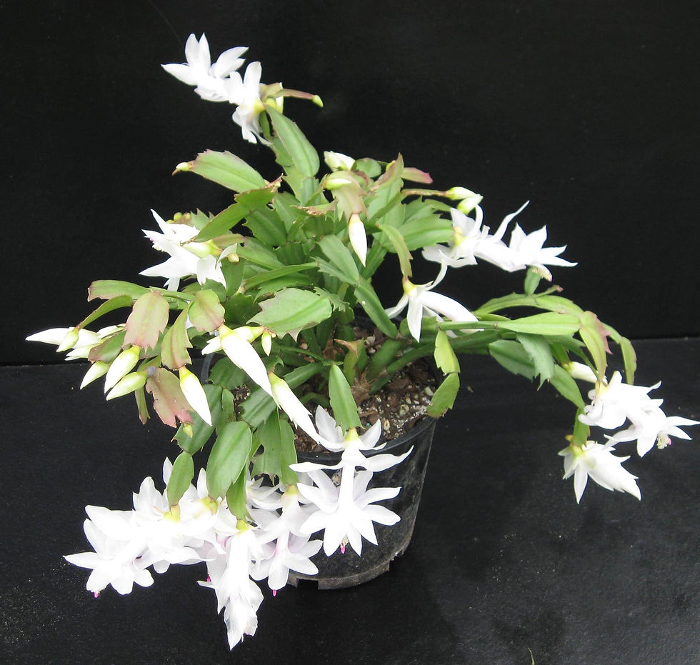 Zygocactus - White