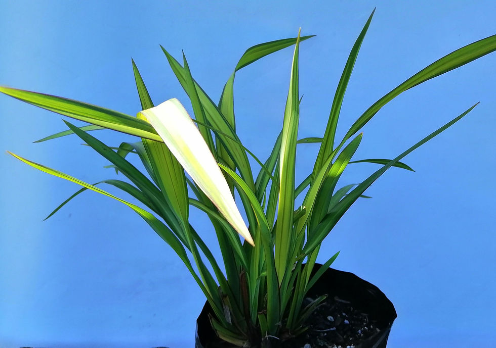 Flax - Phormium Yellow Waves