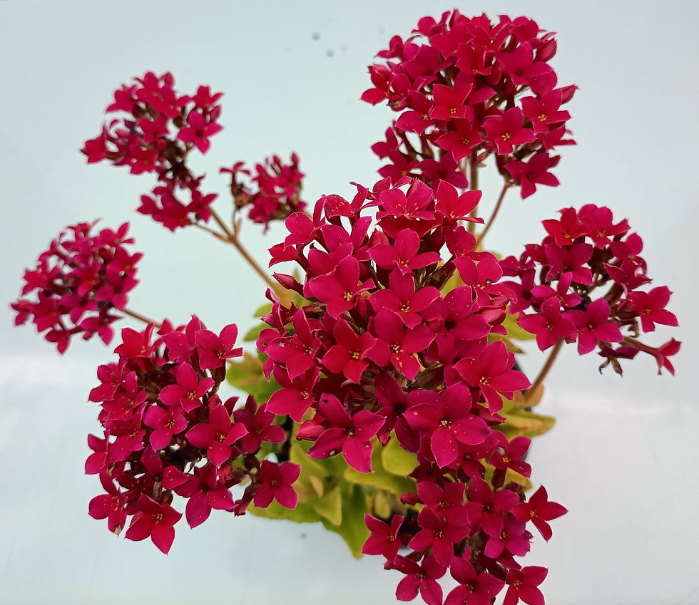 Kalanchoe Blossfeldiana - Cerise