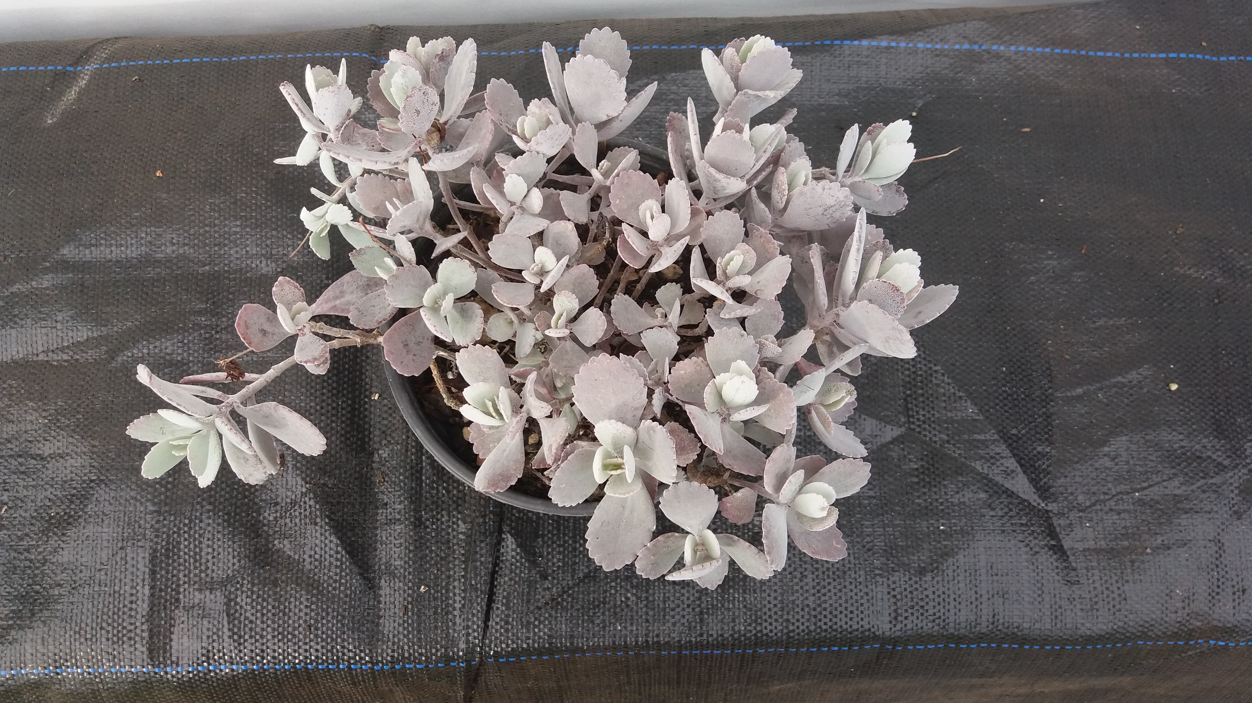 Kalanchoe Pumila