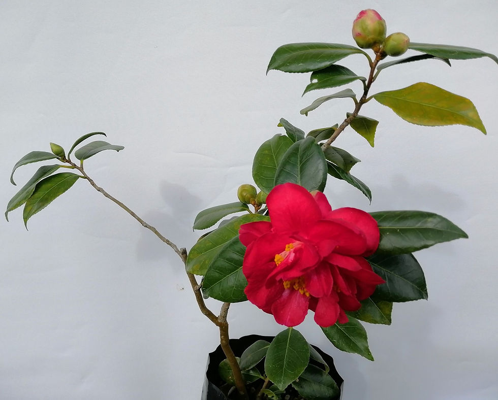 Camelia - Dark Red