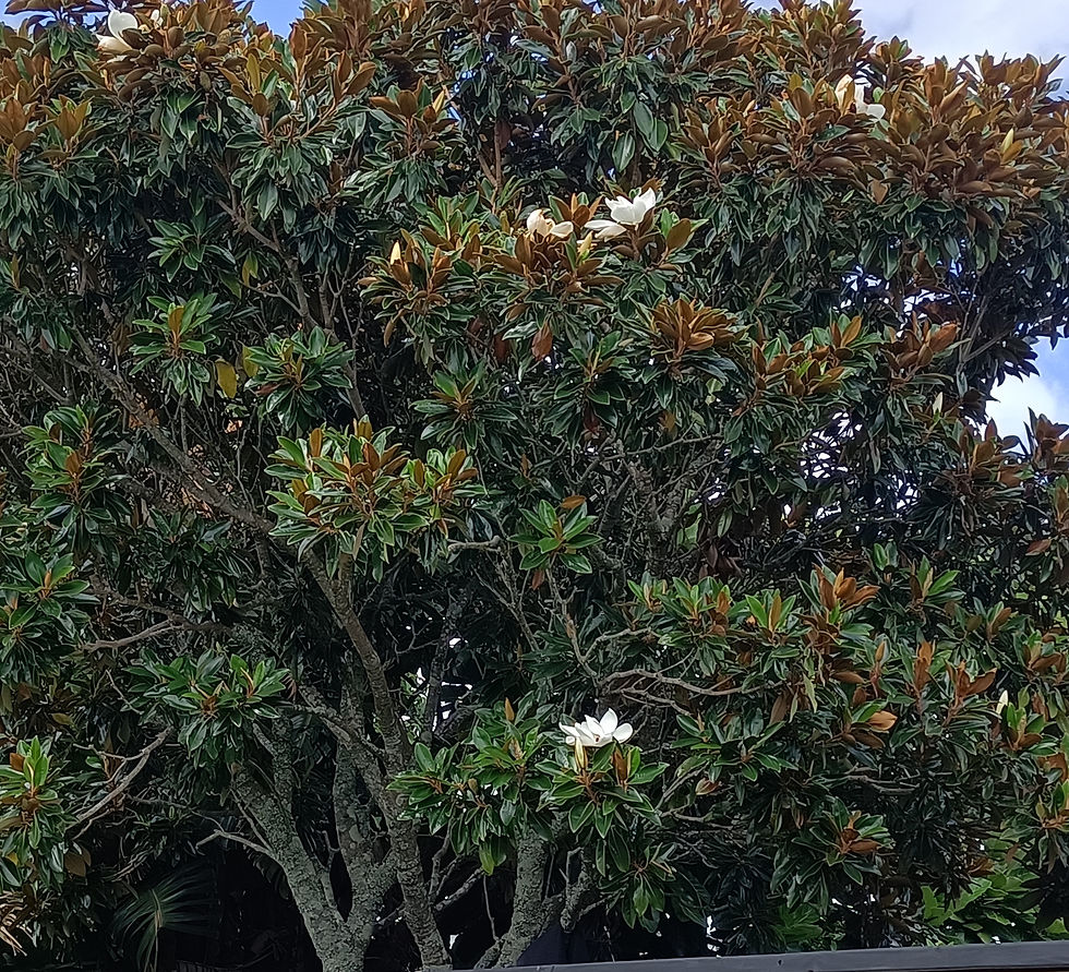 Magnolia Grandiflora