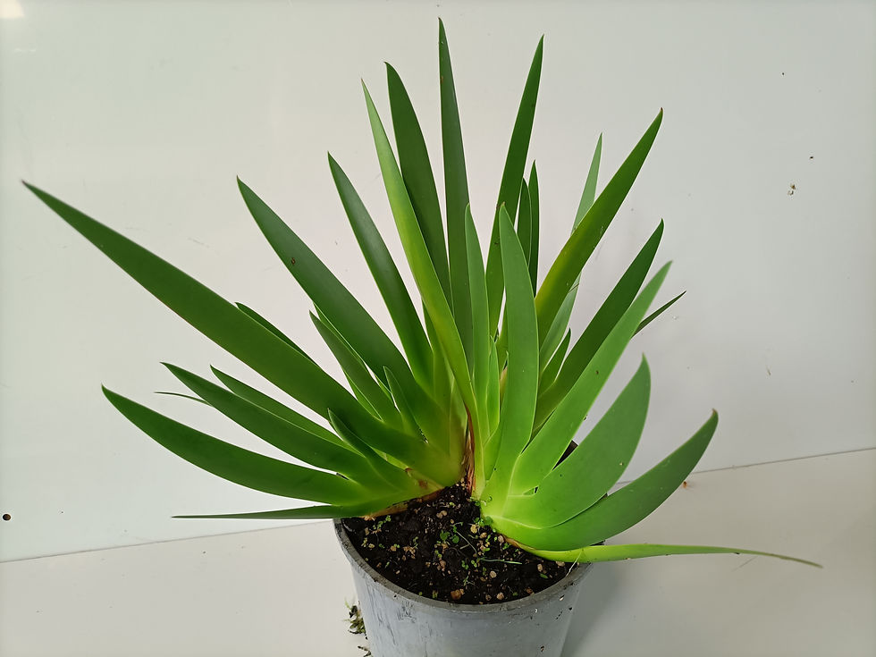 Poor Knights Lily - Xeronema Callistemon