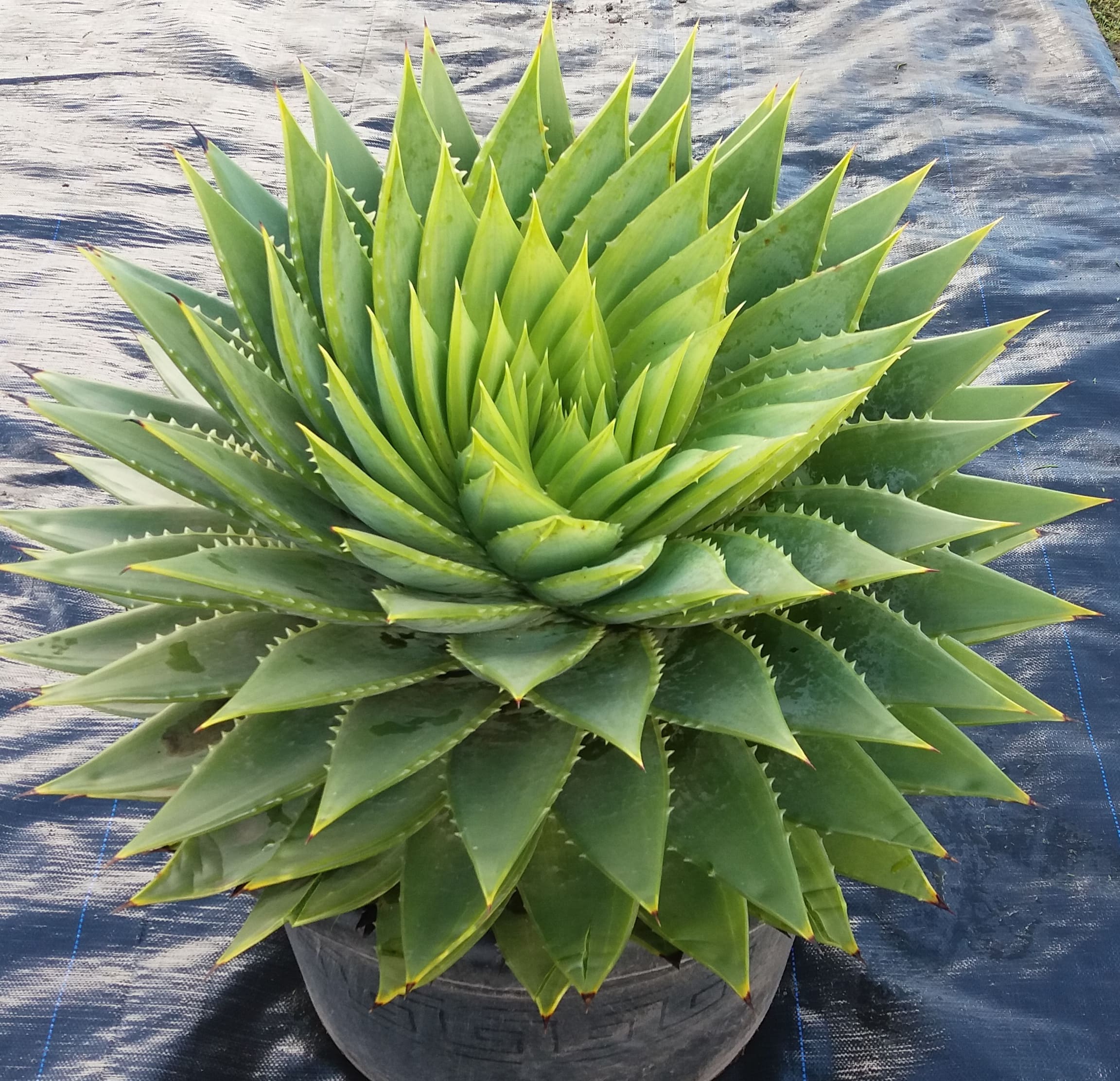 Aloe Polyphylla